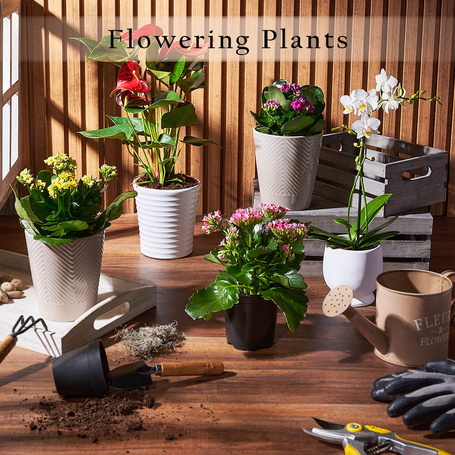 Flowering Plants from Montreal Baskets - Flower Gift - Montreal Delivery.
