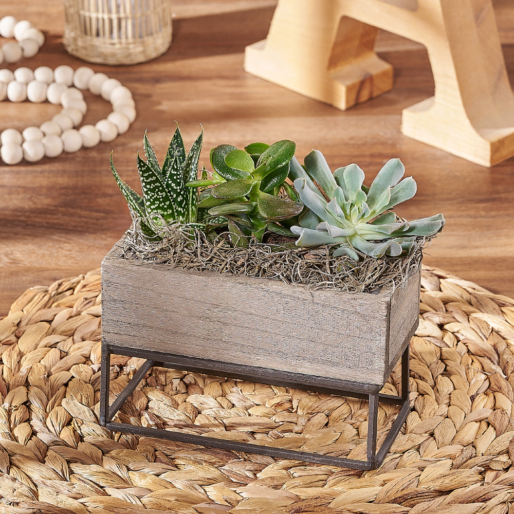 Indoor Succulent Garden with Modern Rectangular Planter – how the gift is presented