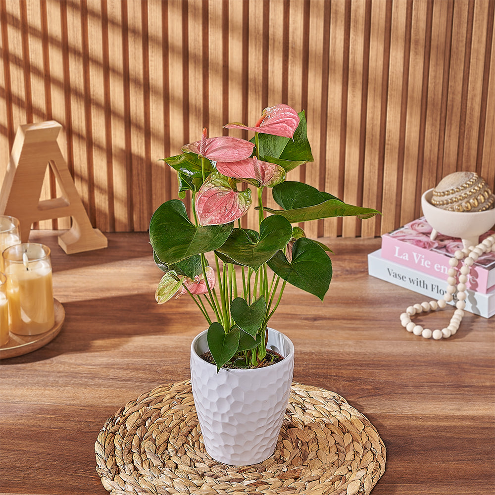 Pink Anthurium Tropical Indoor Plant in White Textured Pot – how the gift is presented