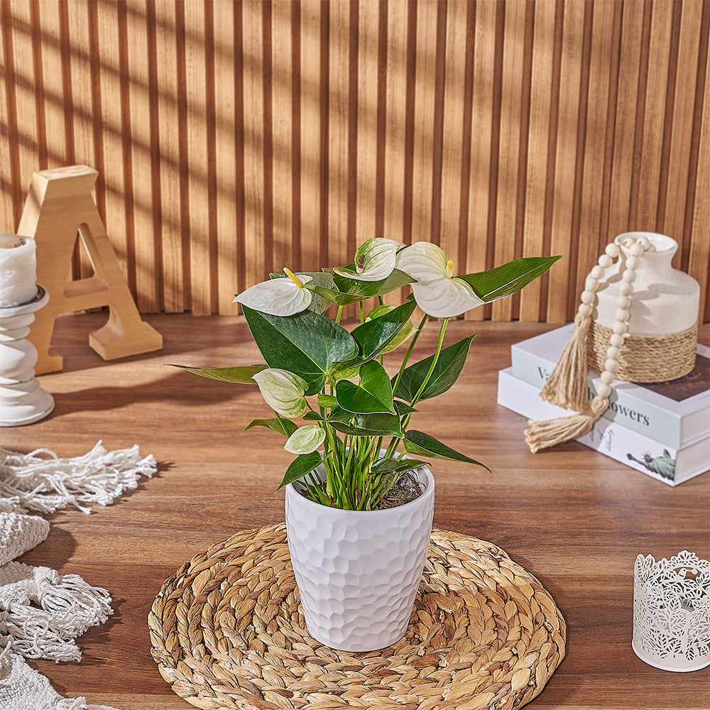 White Anthurium Plant – how the gift is presented