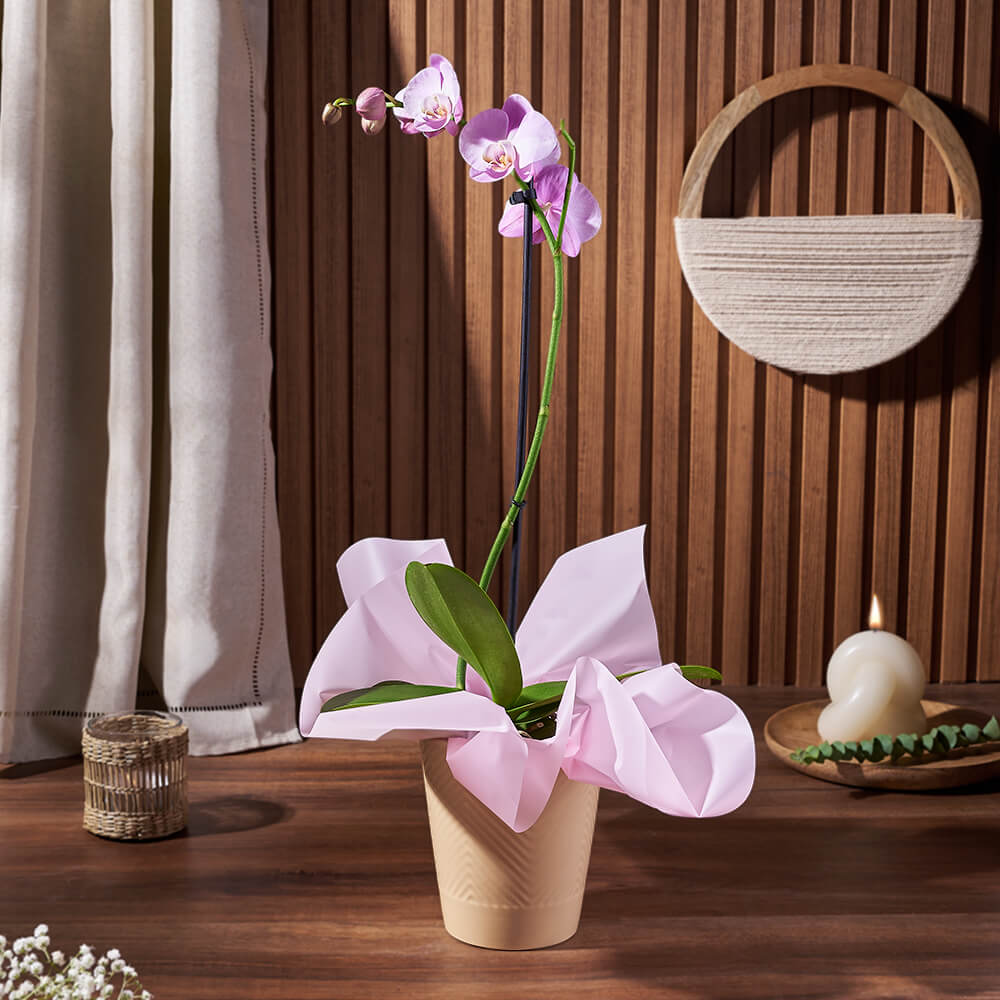 Purple Phalaenopsis Orchid Plant in 5-inch Ceramic Pot – how the gift is presented