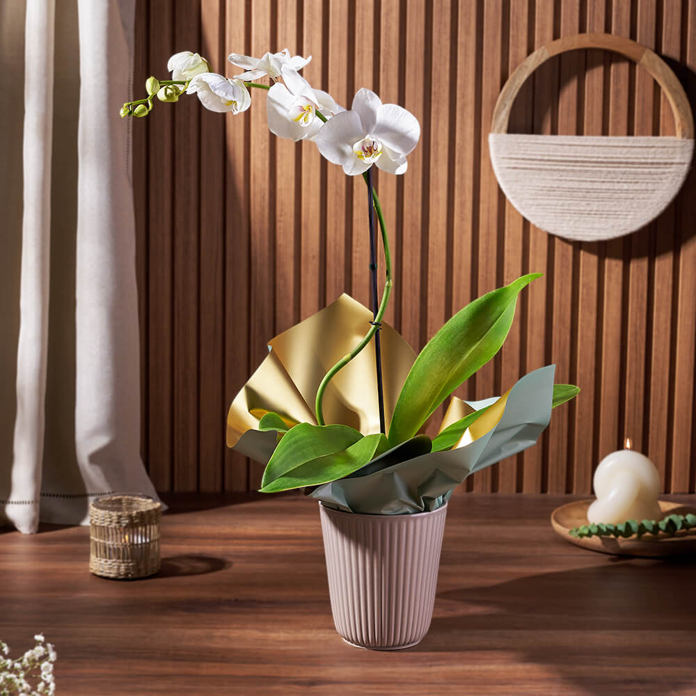 Orchid plant wrapped and arranged for gifting