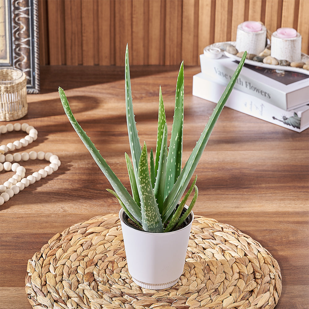 Classic Aloe Vera Plant in White 4-Inch Pot – how the gift is presented