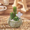 Cactus Planter Gift, plant gift, plant, cactus gift, cactus, Montreal delivery