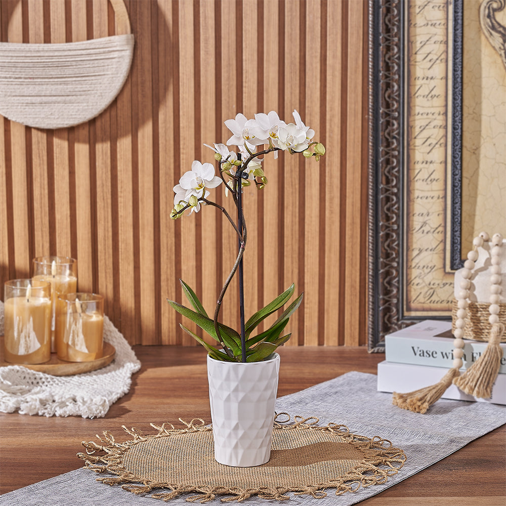 White Phalaenopsis Orchid Indoor Plant with Modern Planter – how the gift is presented