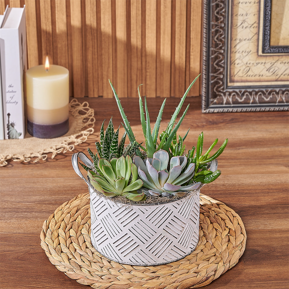 succulents montreal Generous Succulent Gift - Plant gift baskets – Montreal delivery