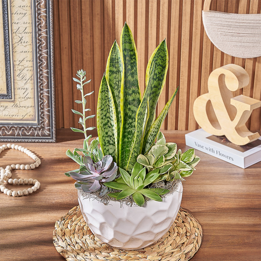 Large Modern Succulent Garden, plant gift, plant, succulent gift, succulent, Montreal delivery