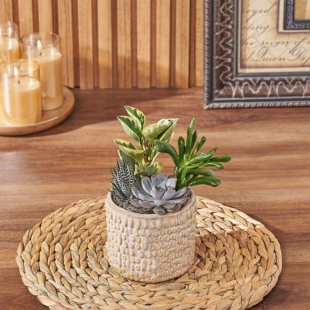 succulents montreal Natural Succulent Plant Gift - Plant gift baskets – Montreal delivery