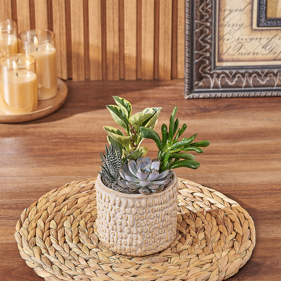 Natural Succulent Plant Gift, plant gift, plant, succulent gift, succulent, Montreal delivery