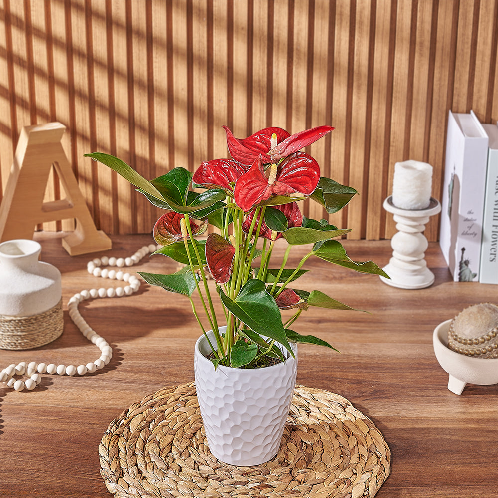 Potted Anthurium Plant, plant gift, plant, floral gift, floral, Montreal delivery