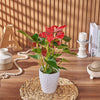 Potted Anthurium Plant, plant gift, plant, floral gift, floral, Montreal delivery