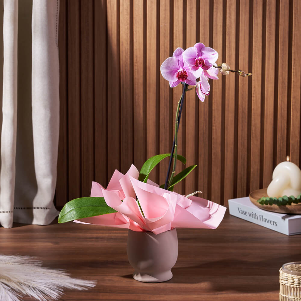 Potted Mini Phalaenopsis Orchid, plant gift, plant, flower gift, flower, orchid gift, orchid, Montreal delivery