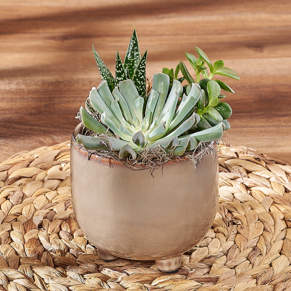 Eco Succulent Housewarming Gift – how the gift is presented
