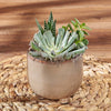 Potted Succulent Trio, plant gift, plant, succulent gift, succulent, Montreal delivery