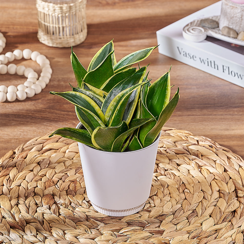 snake plant montreal Sansevieria Plant - Plant gift baskets – Montreal delivery