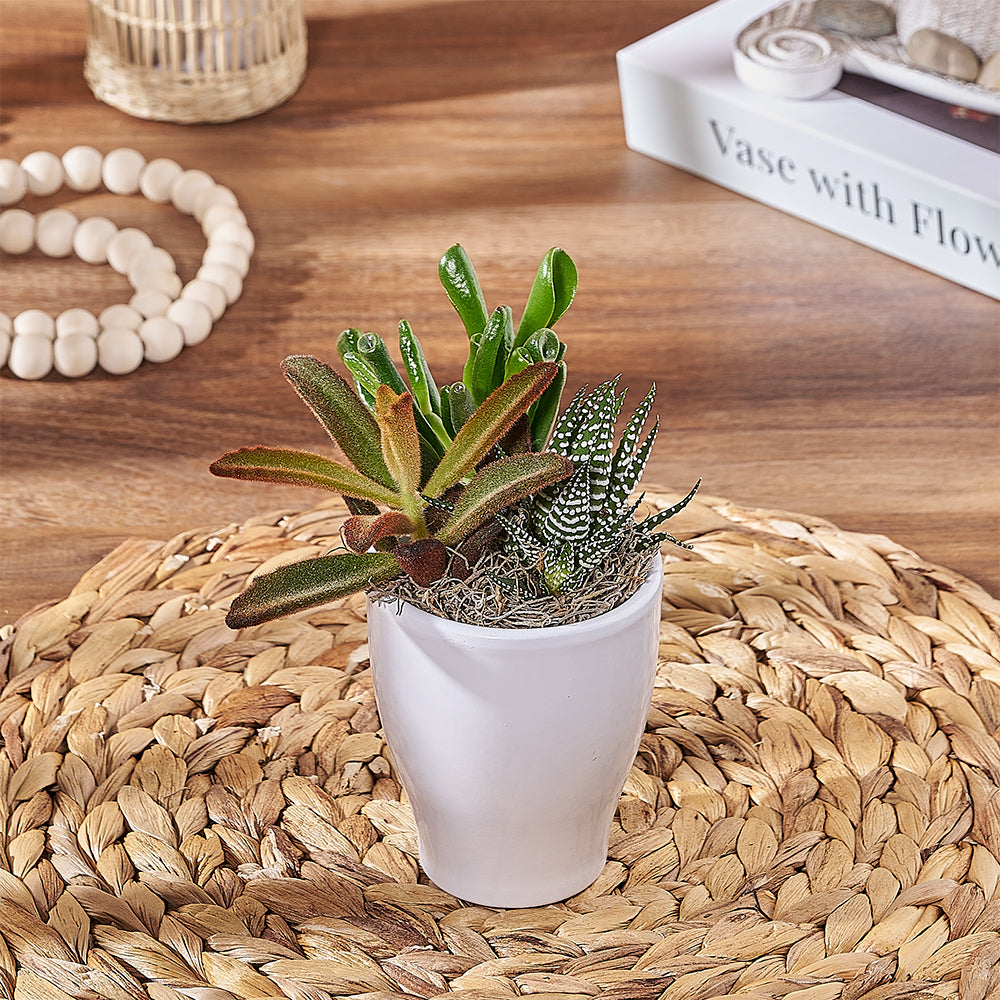 White Ceramic Pot with Three Succulents – how the gift is presented