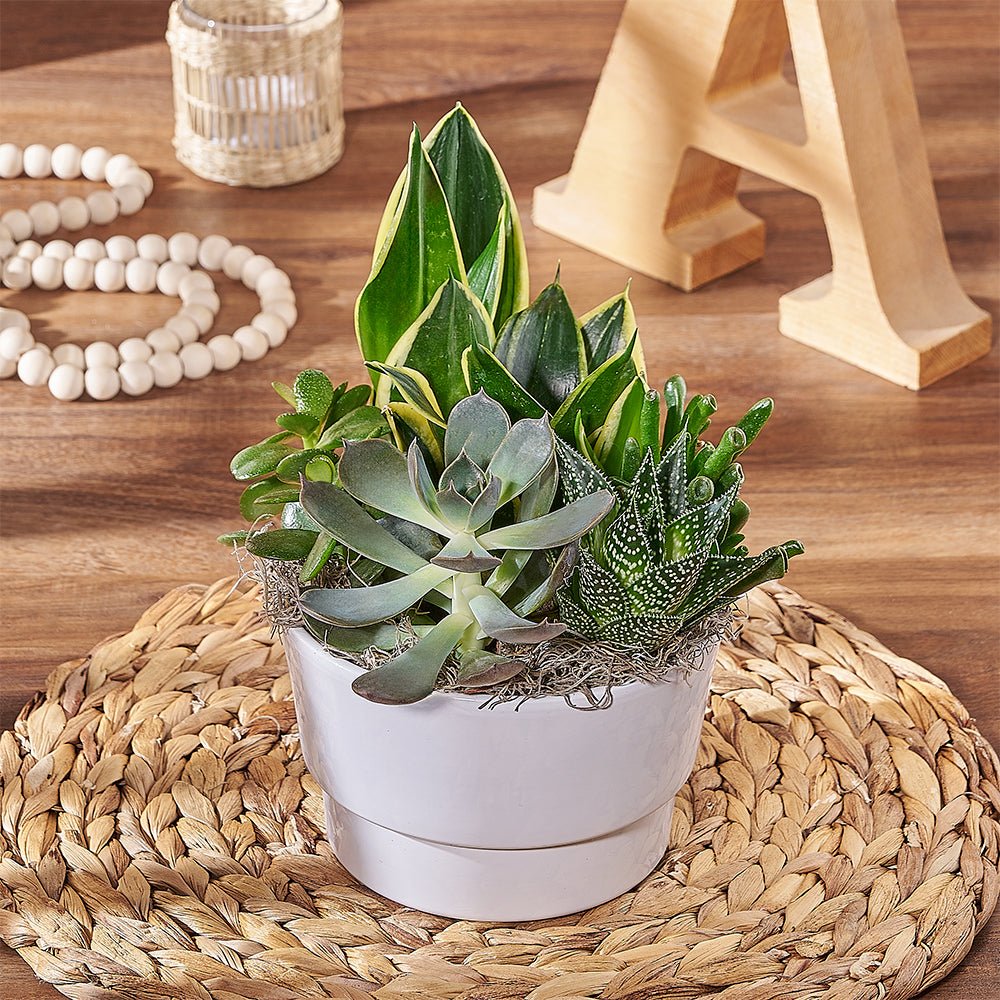 succulents montreal Succulent Garden Arrangement - Plant gift baskets – Montreal delivery