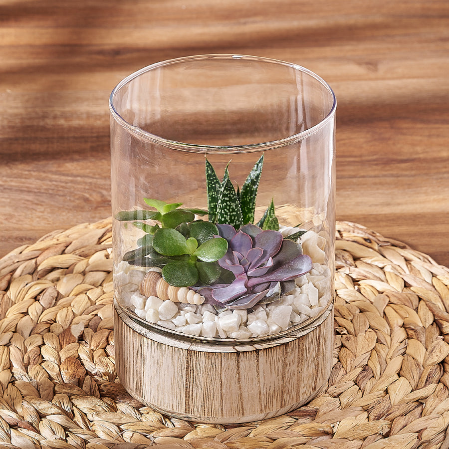 Succulent Garden Terrarium, plant gift, plant, succulent gift, succulent, Montreal delivery