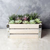 Amesbury Succulent Crate from Montreal Baskets - Montreal Delivery