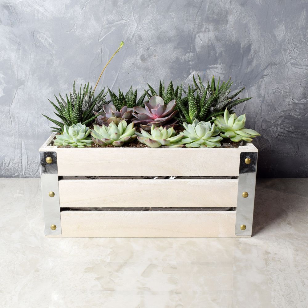 Potted Plants