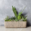 Little Oasis Succulent Garden from Montreal Baskets- Montreal Delivery