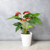 "Potted Anthurium Plant" Anthurium Plant from Montreal Baskets - Montreal Delivery