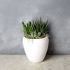 "Potted Succulent Trio" Three Different Succulent Plants from Montreal Baskets - Montreal Delivery
