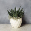 "Potted Zebra Plant Succulent" Zebra Plant Succulent from Montreal Baskets - Montreal Delivery
