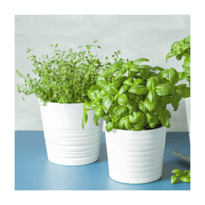 "Seasonal Plants" Potted Plants Montreal Baskets - Montreal Delivery