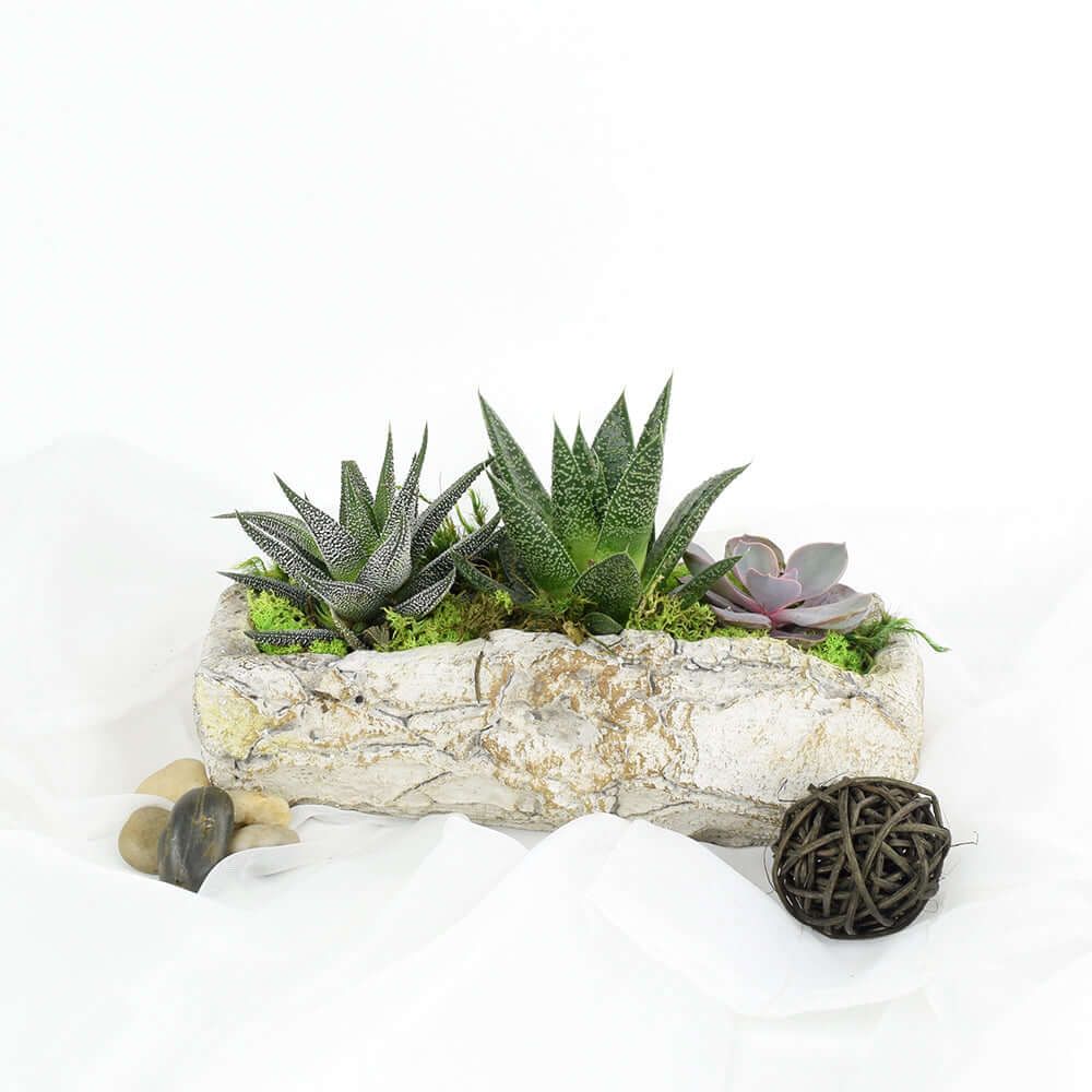 Rock Garden Succulent Gift – how the gift is presented
