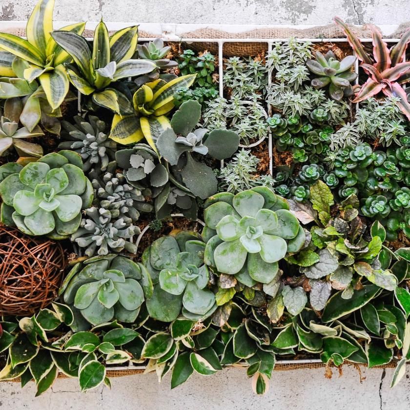 Succulents & Cacti from Montreal Baskets - Plant Subscription - Montreal Delivery