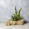 Give mother nature a spot in your cozy nook and let this gorgeous Succulent Log Garden show you what it can do, with plants that are designed to help you focus, brighten up your space, increase humidity in the air, and bring just a touch of the great outdoors into your home from Montreal Baskets - Montreal Delivery